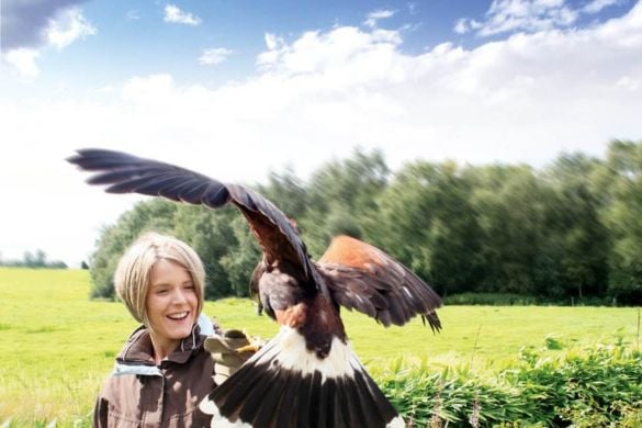 Raptor Encounter for Two - Cheshire Driving Experience 1