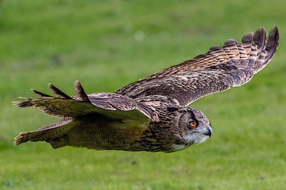 Raptor Experience - Edinburgh Driving Experience 1