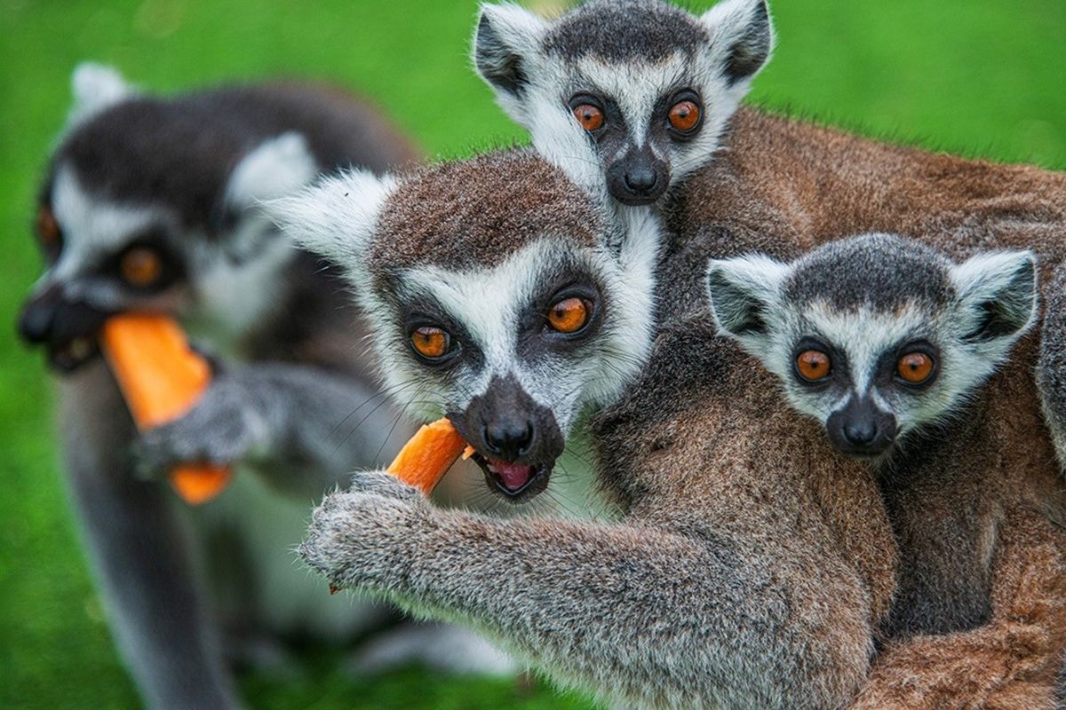 Ring Tailed Lemur Experience for One in East Sussex Experience from Trackdays.co.uk