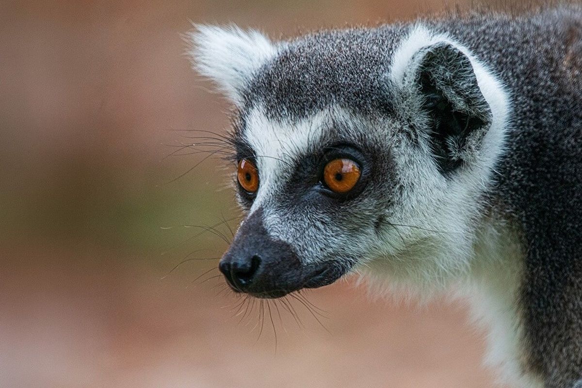 Ring Tailed Lemur Experience for Two in East Sussex Experience from Trackdays.co.uk