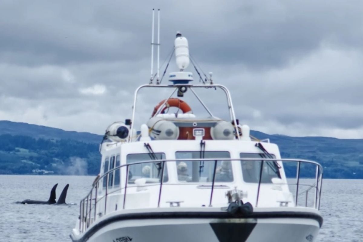 One Hour Scottish Wildlife Cruise of Mallaig Experience from Trackdays.co.uk