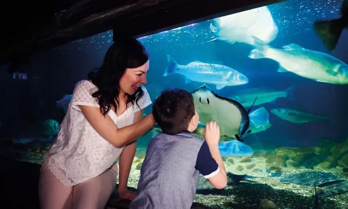 SEA LIFE London Aquarium With 2 Course Family Meal Driving Experience 1