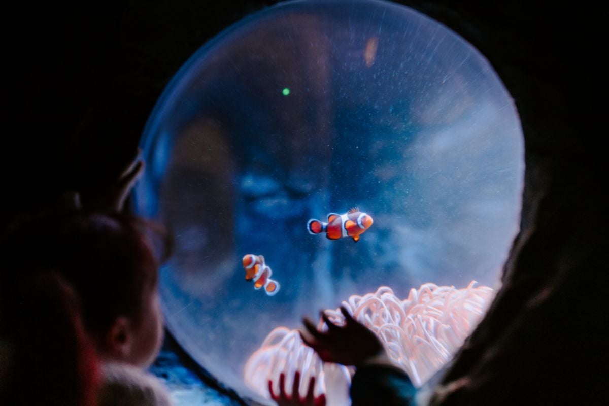 SEA LIFE London Aquarium Tickets with Meal for Three Experience from Trackdays.co.uk