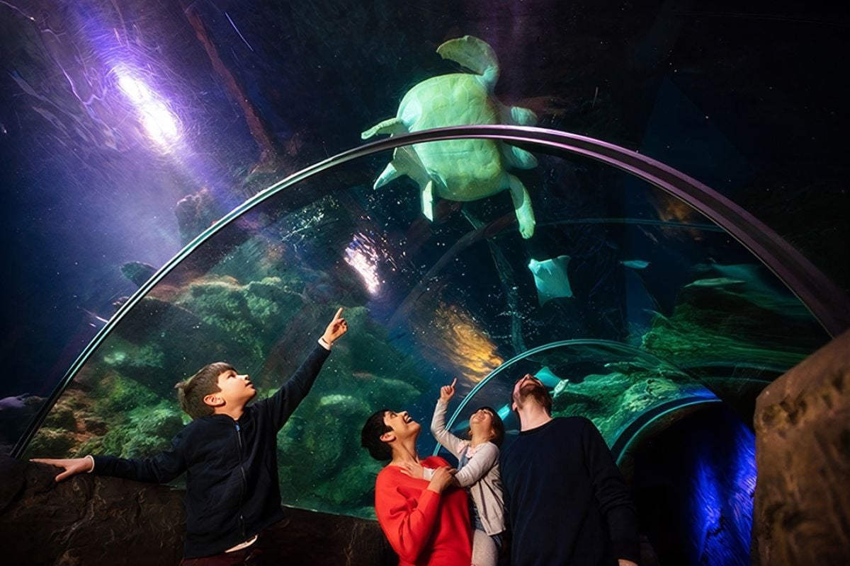 SEA LIFE London Aquarium Tickets with Meal for Four Experience from Trackdays.co.uk