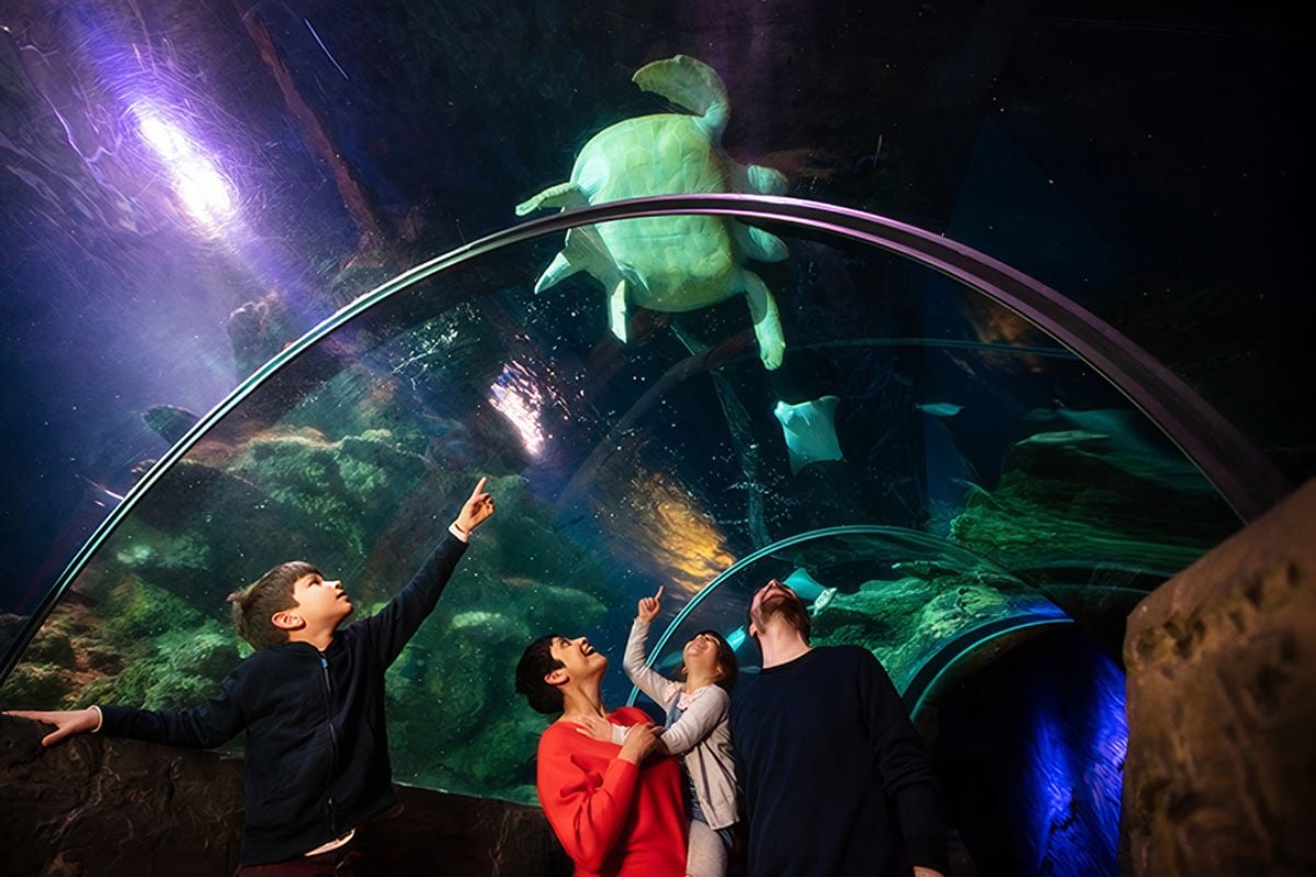 SEA LIFE London Aquarium Tickets and Meal for Two Experience from Trackdays.co.uk