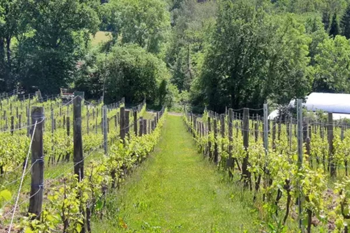 Sedlescombe Organic Vineyard Tour and Tasting with Lunch Experience from Trackdays.co.uk