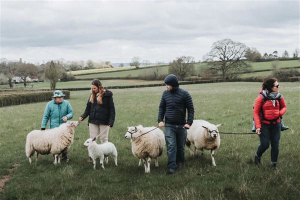 Sheep Trekking for Four in Somerset Driving Experience 1