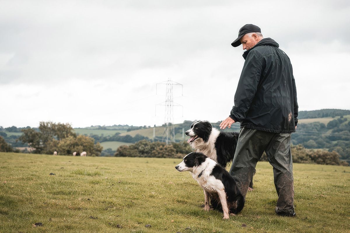 Sheepdog Experience Experience from Trackdays.co.uk