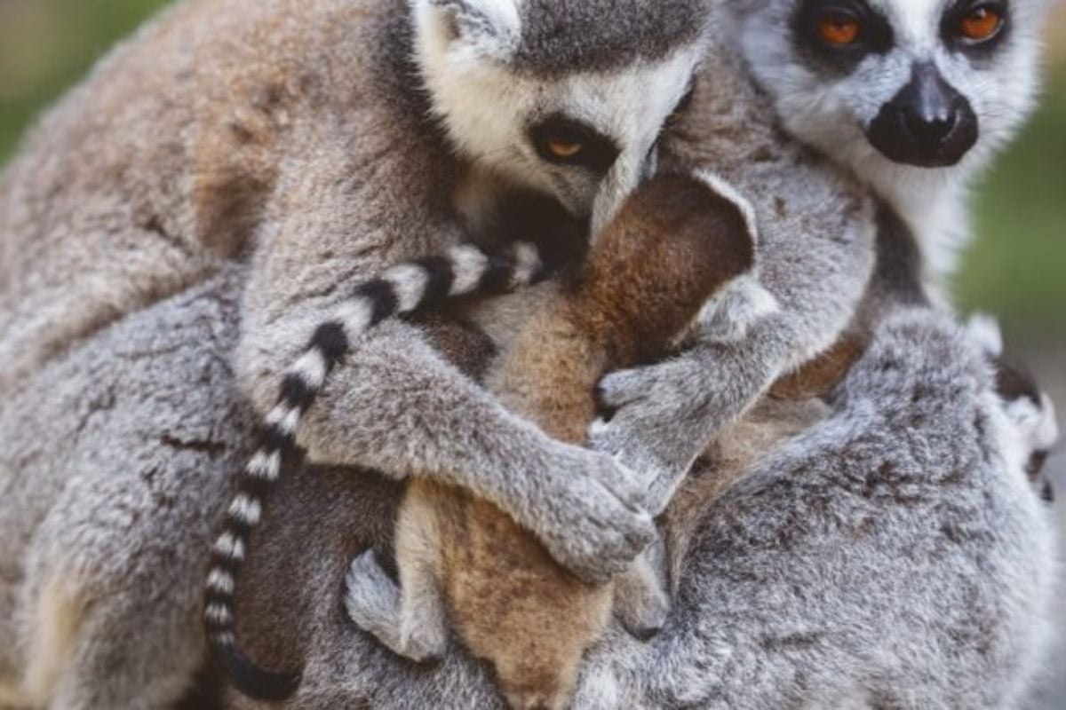 Tickets to Hoo Zoo & Dinosaur World (Family of Five Adults & Children) Experience from Trackdays.co.uk