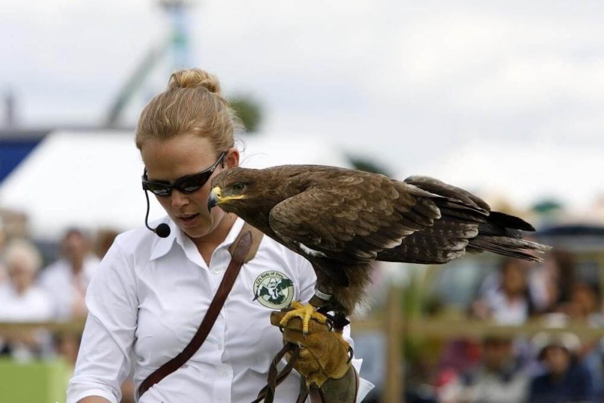 Two Hour Birds of Prey Experience for Two - Hertfordshire Driving Experience 1