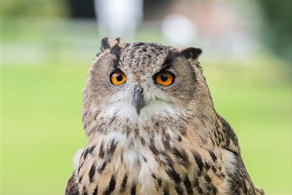 Ultimate Falconry Experience for one - Edinburgh Driving Experience 1