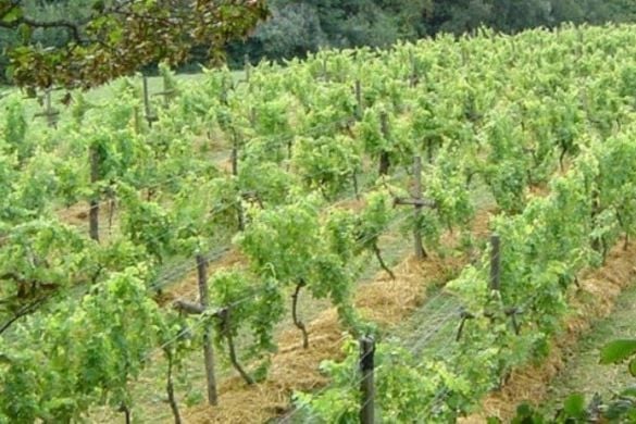 Wine Tasting Tour for Two in East Sussex Experience from Trackdays.co.uk