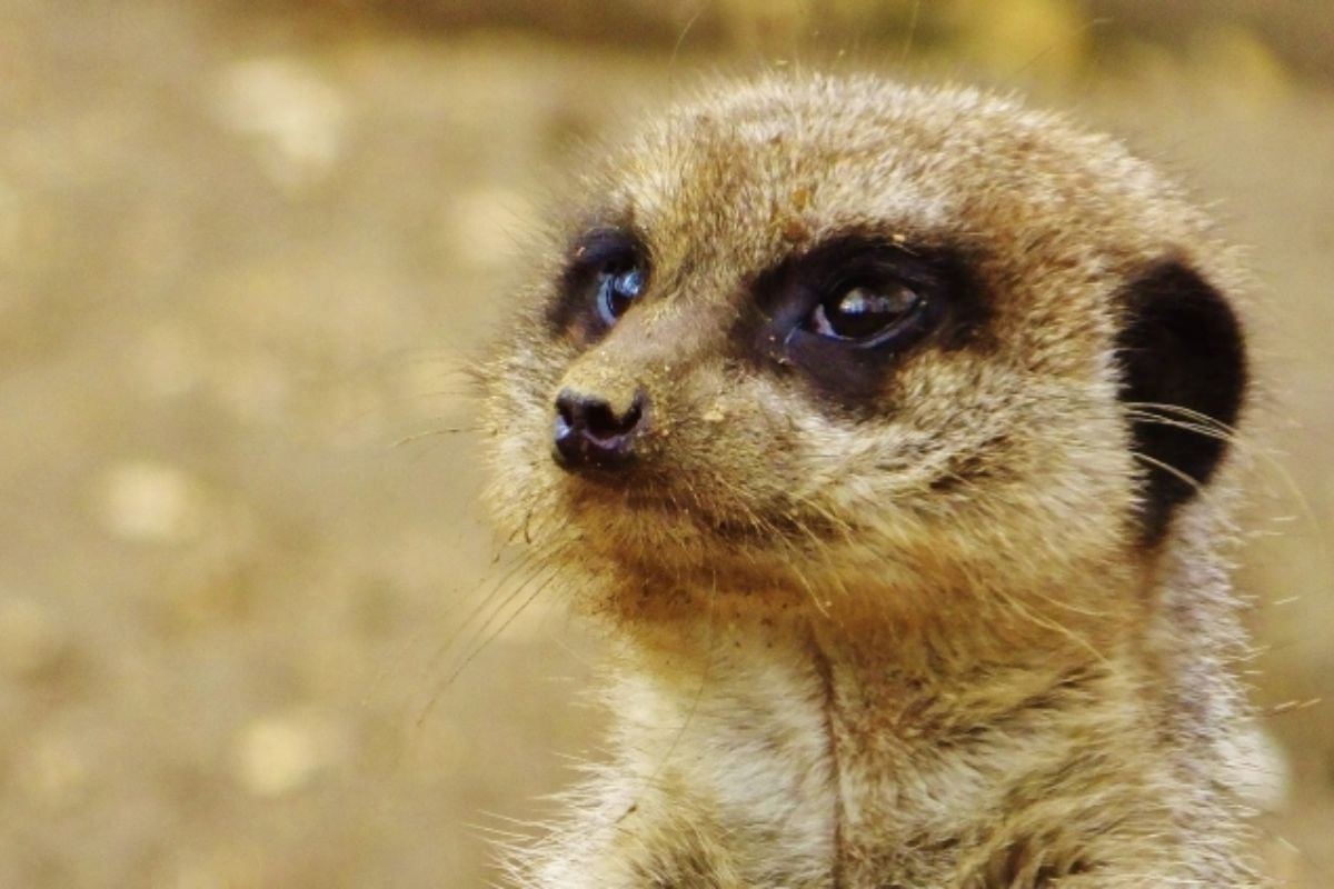Yorkshire Meet The Meerkats Experience Driving Experience 1
