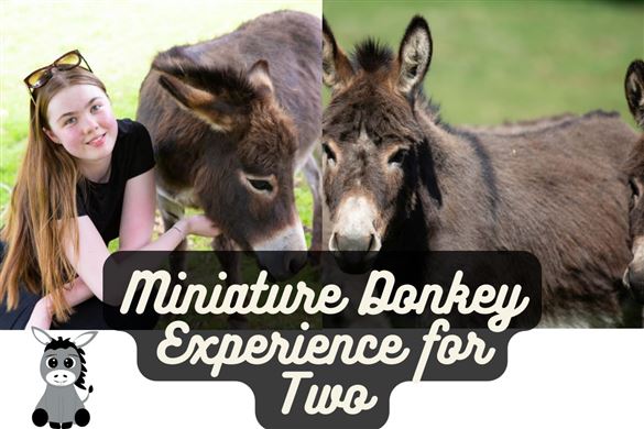 Miniature Donkey Experience for Two In Balsall Common, Coventry